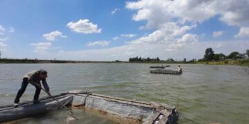 Buscan recuperar poblaciones de pejerrey