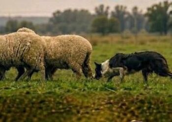 Campeonato de perros arrieros en Coronel Dorrego