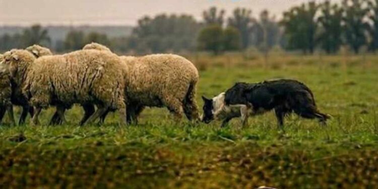 Campeonato de perros arrieros en Coronel Dorrego