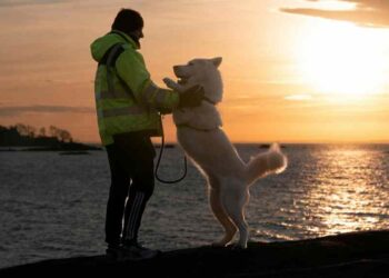 Miradas entre los perros y las personas
