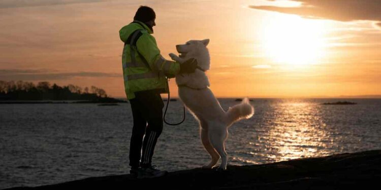 Miradas entre los perros y las personas