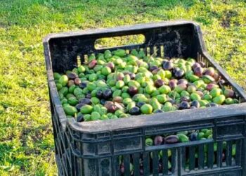 Finca Rumaroli