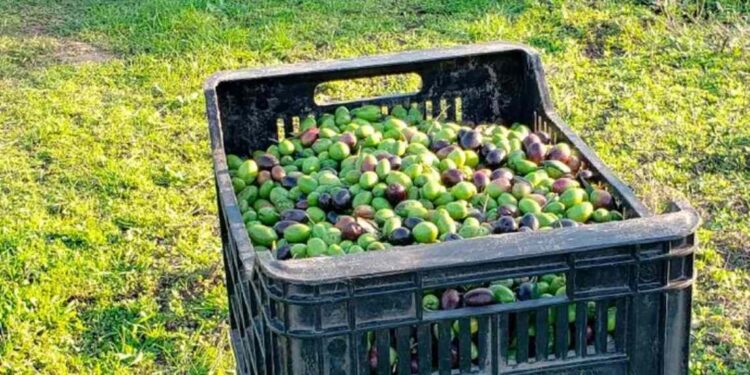 Finca Rumaroli