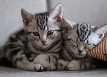 Gato por liebre