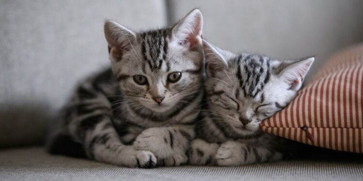 Gato por liebre