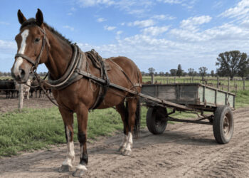 Dichos y palabras. Del campo a la conversación, por qué ponemos el carro delante del caballo y agarramos el toro por las astas