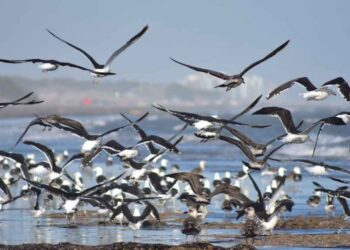 Festival de las aves en Monte Hermoso