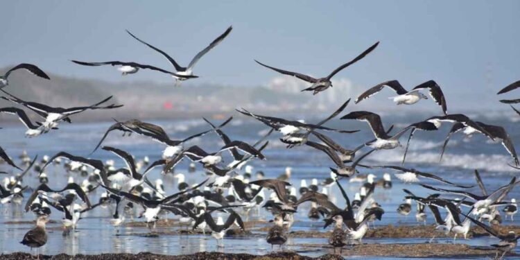 Festival de las aves en Monte Hermoso