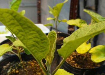 Investigación con bacterias para mejorar hortalizas