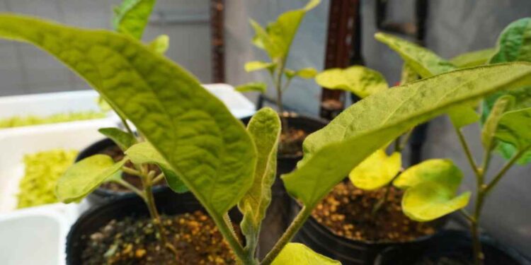 Investigación con bacterias para mejorar hortalizas