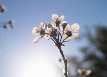 Primavera significado
