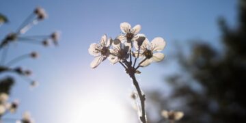 Primavera significado