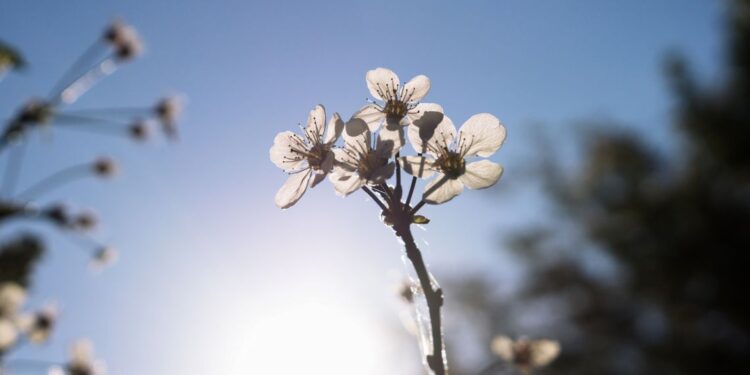 Primavera significado